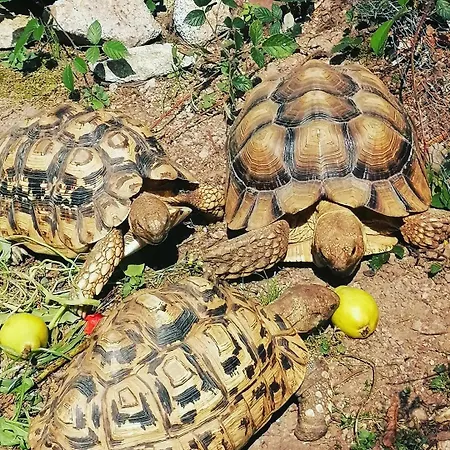 Domaine Les Nature ,private Wellness Domek alpejski