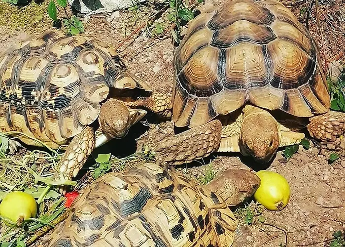 Domaine Les Nature ,private Wellness Chalet