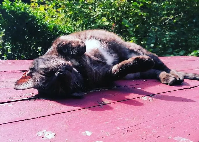 Chalet Domaine Les Nature ,private Wellness *