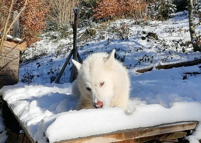 Chalet Domaine Les Nature ,private Wellness Soultzeren